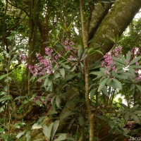 Ardisia rothii A.DC.